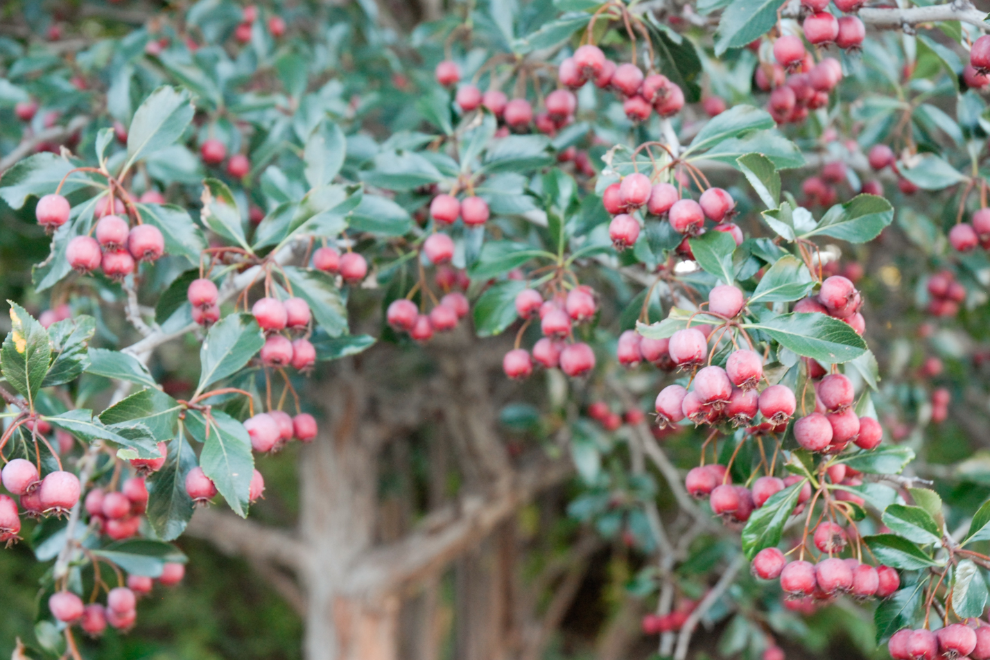 Thornless Cockspur Hawthorn